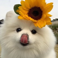 内娱观察家